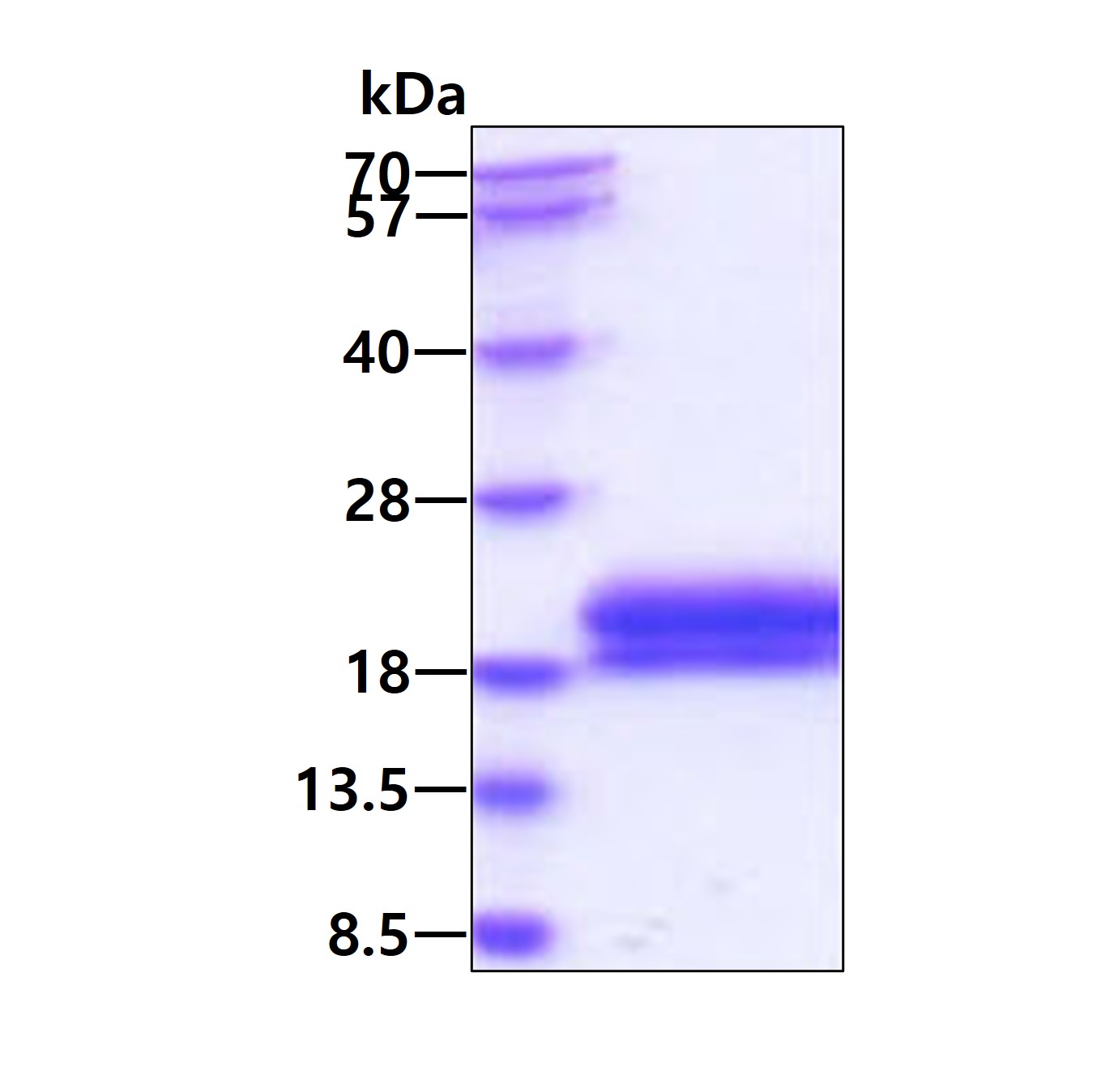 3 μg by SDS-PAGE under reducing condition and visualized by coomassie blue stain.